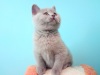 Фото Питомник Bastet Mystery. Британская кошка