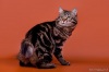 фото Курильский бобтейл питомник кошек "WEIRD  TAIL" ("Загадочный  хвост")