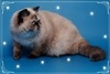 Фото Питомник Питомник персов и экзотов Ket Murket Baffi. Экзотическая кошка Персидская кошка
