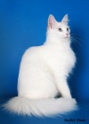 фото Ангорская кошка питомник кошек Magic Crystal (Меджик Кристэл)