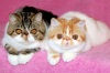 фото Экзотическая, Персидская питомник кошек Ruslana