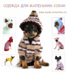 фото Той-терьер питомник собак Одежда для маленьких собак Мода Орландино