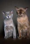 фото Бурма питомник кошек Корнелиан