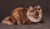 Фото Питомник Island Julapp. Курильский бобтейл Британская кошка