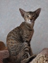 Фото Питомник RU*HIGASHI. Ориентальная кошка Сиамская кошка Восточная короткошерстная 