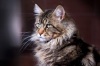 фото Мейн-кун    питомник кошек Кунiна хата