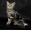 фото Американская короткошерстная питомник кошек RUMFOLD