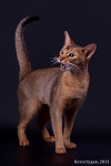 фото Абиссинская кошка питомник кошек Бенаби