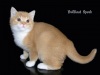 Фото Питомник Brilliant Spark. Британская кошка Селкирк рекс