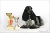 фото Английский кокер спаниель питомник собак Damaty