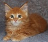 фото Девон рекс питомник кошек Graceful-lynx