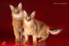 фото Сомалийская    питомник кошек Queendom of Somali Cat