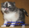 Фото Питомник Favourite cat. Экзотическая Персидская  