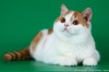 Фото Питомник Briraspberry. Британская кошка