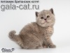 Фото Питомник GALA-CAT*RU. Британская кошка