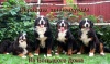 фото Бернский зенненхунд питомник собак Из Большого Дома