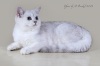 фото Британская кошка    питомник кошек GREEK STONE