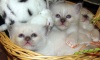 Фото Питомник Блю Айз - Питомник кошек породы Священная бирма. Cвященная бирма