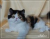  Питомник персидских и экзотических  кошек  IRLINS. Персидская кошка Экзотическая кошка