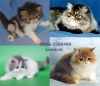 Фото Питомник "Lumicat" Персидские и Экзотические кошки. Персидская Экзотическая