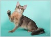 фото Абиссинская кошка питомник кошек Rocabella