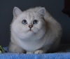 фото Британская кошка Шотландская вислоухая Шиншилла питомник кошек Ermine Trace