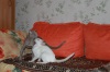 Фото Питомник Lanoris. Ориентальная кошка Сиамская кошка  