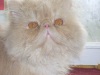  Питомник персидских кошек Anna’s Cats. Персидская   
