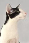 Фото Питомник Эльсинор. Ориентальная кошка Сиамская кошка