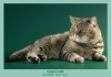 фото Британская кошка Селкирк рекс Скотиш фолд Скоттиш страйт  Nika-Star