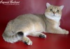 Фото Питомник Питомник «Imperial Brilliant». Британская кошка Скотиш фолд Скотиш страйт