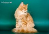 Фото Питомник CERES. Мейн-кун Персидская кошка Шиншилла 