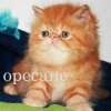  Oresans. Гималайская Персидская кошка Экзотическая кошка