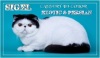 Фото Питомник SIGEL. Персидская кошка Экзотическая кошка