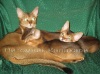 фото Абиссинская кошка питомник кошек Калахари