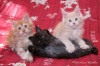 фото Абиссинская кошка питомник кошек Totorocoon