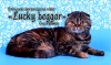 фото Шотландская вислоухая питомник кошек Питомник шотланских  кошек в Самаре " Lucky beggar"- Счастливчик