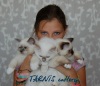 фото Cвященная бирма питомник кошек TARNIS