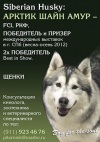 фото Русский той питомник собак Игрушка от МарБо
