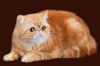 Фото Питомник YANINA cttery-himalayan & exotic cats*** YANINA-питомник персов гималаев и экзот. Гималайская Экзотическая