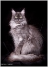 фото Мейн-кун питомник кошек Shorda-N