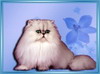 Фото Питомник элитных кошек - SAPFIR, тел (495) 733-6422. Персидская, Экзоты, Британцы, Шотландские вислоухие, РЭГДОЛЛ (Тряпичная кукла), ШИНШИЛЛА...