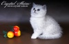 Фото Питомник Crystal shine. Британская кошка   