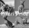 фото Сомалийская    питомник кошек Inkeri Pride