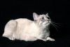 фото Канадский сфинкс    питомник кошек Марципан
