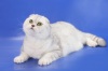  "Чудо". Шотландская вислоухая Британская кошка Персидская кошка экзотическая