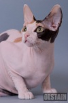 фото Канадский сфинкс питомник кошек "OLSTAIN" - питомник Донских Сфинксов