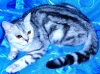 фото Британская Шотландская вислоухая Персидская шиншилла питомник кошек Charm Fluffy