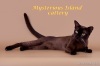 фото Бурма питомник кошек Mysterious Island
