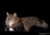 фото Сибирская кошка питомник кошек Манчжури